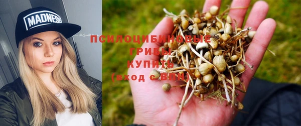 PSILOCYBIN Арсеньев